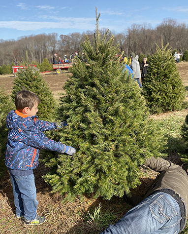 christmas-tree-cutting